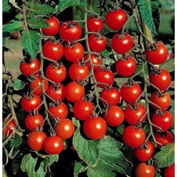 Heirloom Cherry Tomato Seeds - Organic Non-GMO - 200+ Small Sweet Seeds - Rare Variety - Solanum lycopersicum