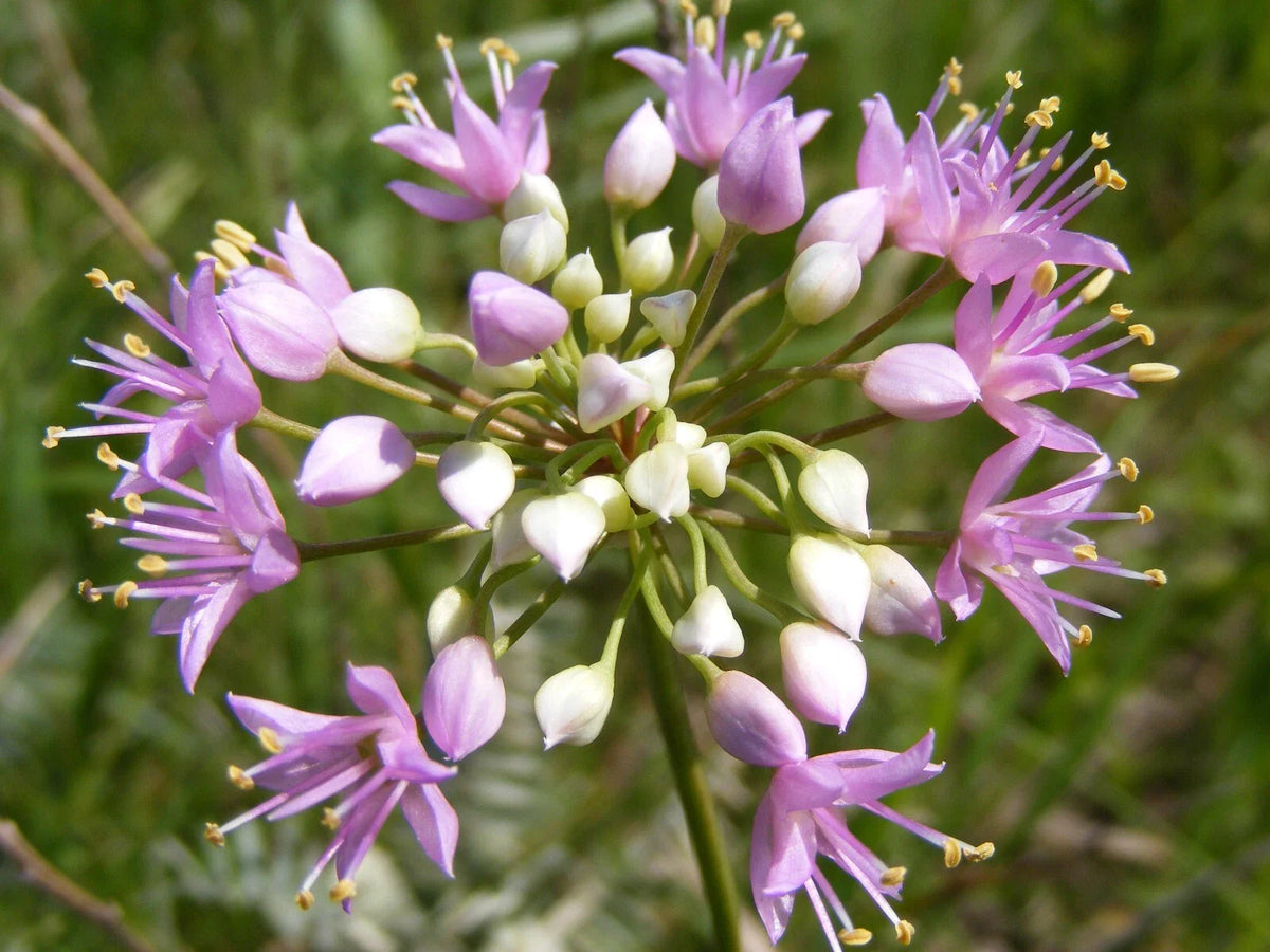 Prairie Onion Seeds - Bulk Non-GMO Heirloom Mustard - Allium stellatum