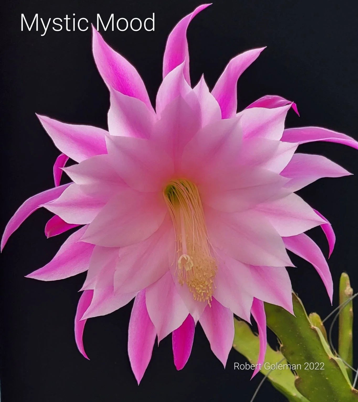 Epiphyllum 'Mystic Mood' Unrooted Cutting - Rare Orchid Cactus - Exotic Houseplant