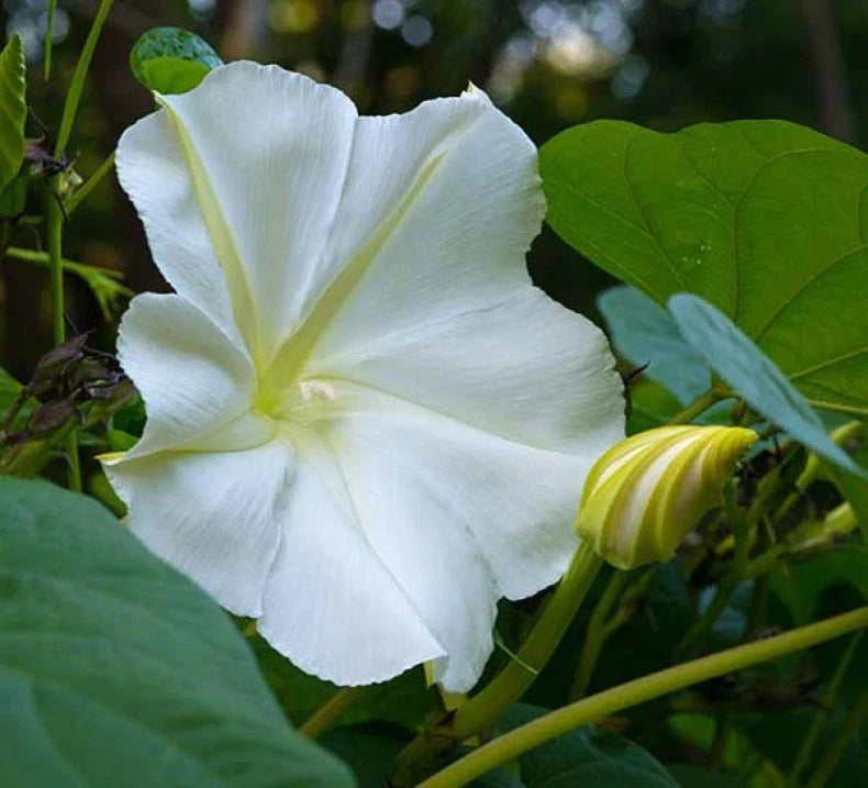 White Morning Glory Seeds, Moonflower Vine, Variety Sizes - Ipomoea alba, Fast-Growing Garden Plant, Free Shipping