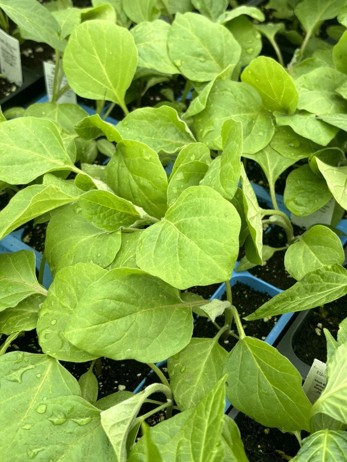 2 Black Beauty Eggplant Live Plants (Solanum melongena) 5–10" | Heirloom Large Purple Eggplant Garden Vegetable Starters