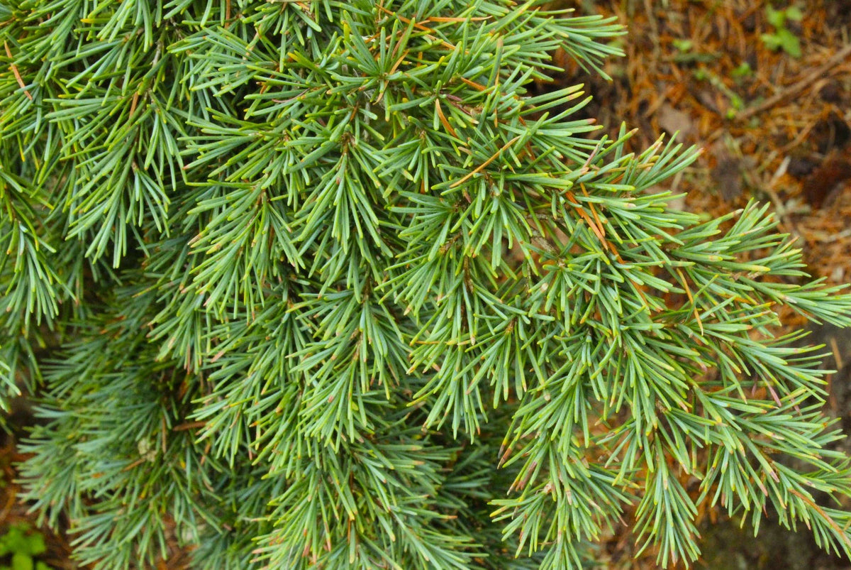 Mountain Hemlock Tree Bare Root Seedling – Tsuga mertensiana, Evergreen Conifer for Landscape or Bonsai