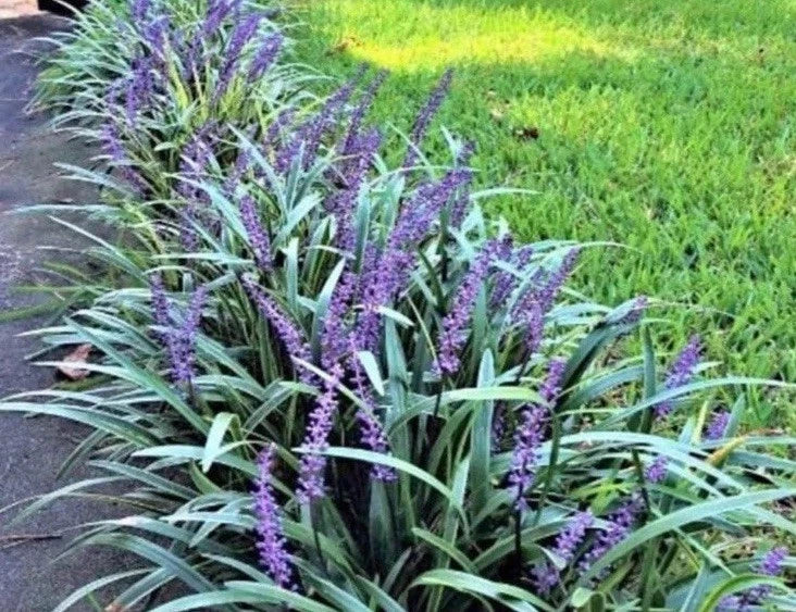 Monkey Grass 50 Bare Root Plants, Big Blue Clumping, Liriope Spicata, Ground Cover, Sun/Partial Shade