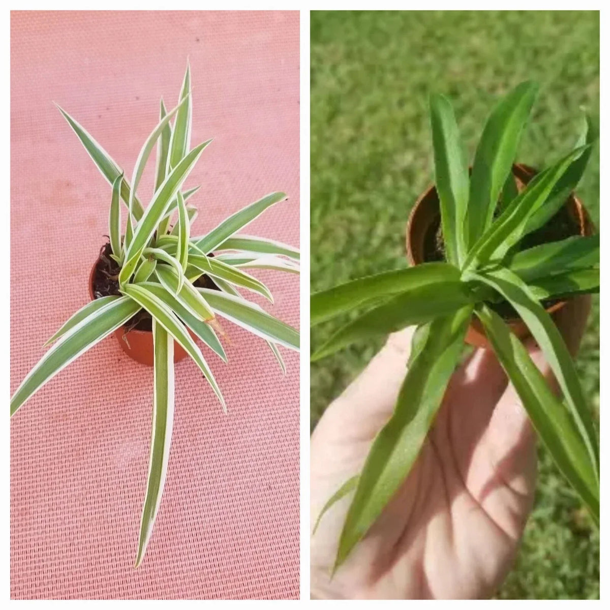 Set of 2 Spider Plants - Variegated & Solid Green - Chlorophytum comosum Houseplants