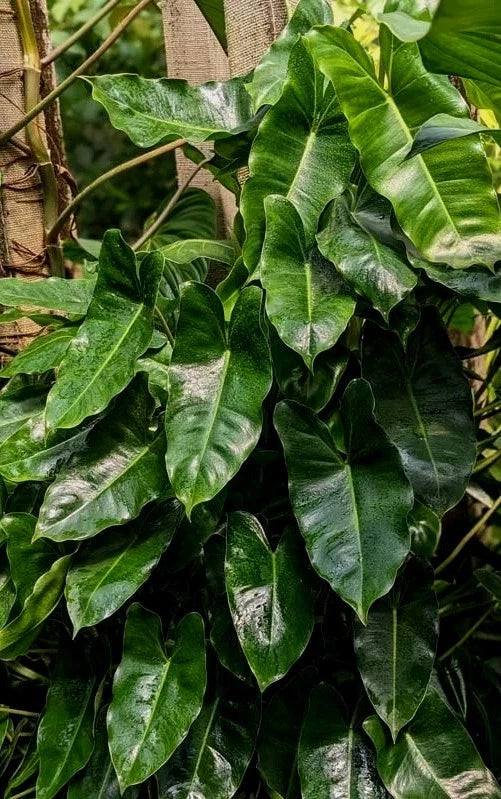 Philodendron Plant with Roots | Burle Marx Variety | Easy to Grow, Air Roots | Philodendron 'Burle Marx'