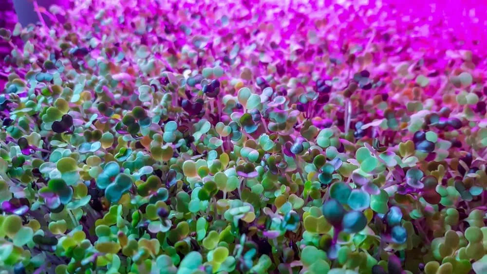 250 Alfalfa Microgreen Seeds for Healthy Microgreens - Medicago sativa - Non-GMO, Organic, Easy to Grow