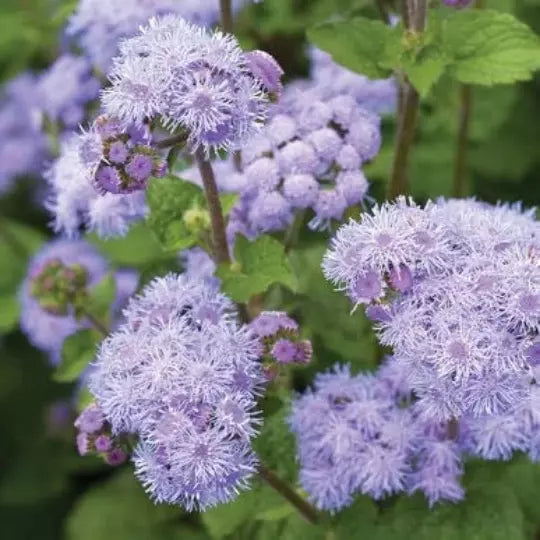 50 Blue Flossflower Seeds for Planting, Ageratum houstonianum, Ideal for Gardens and Borders