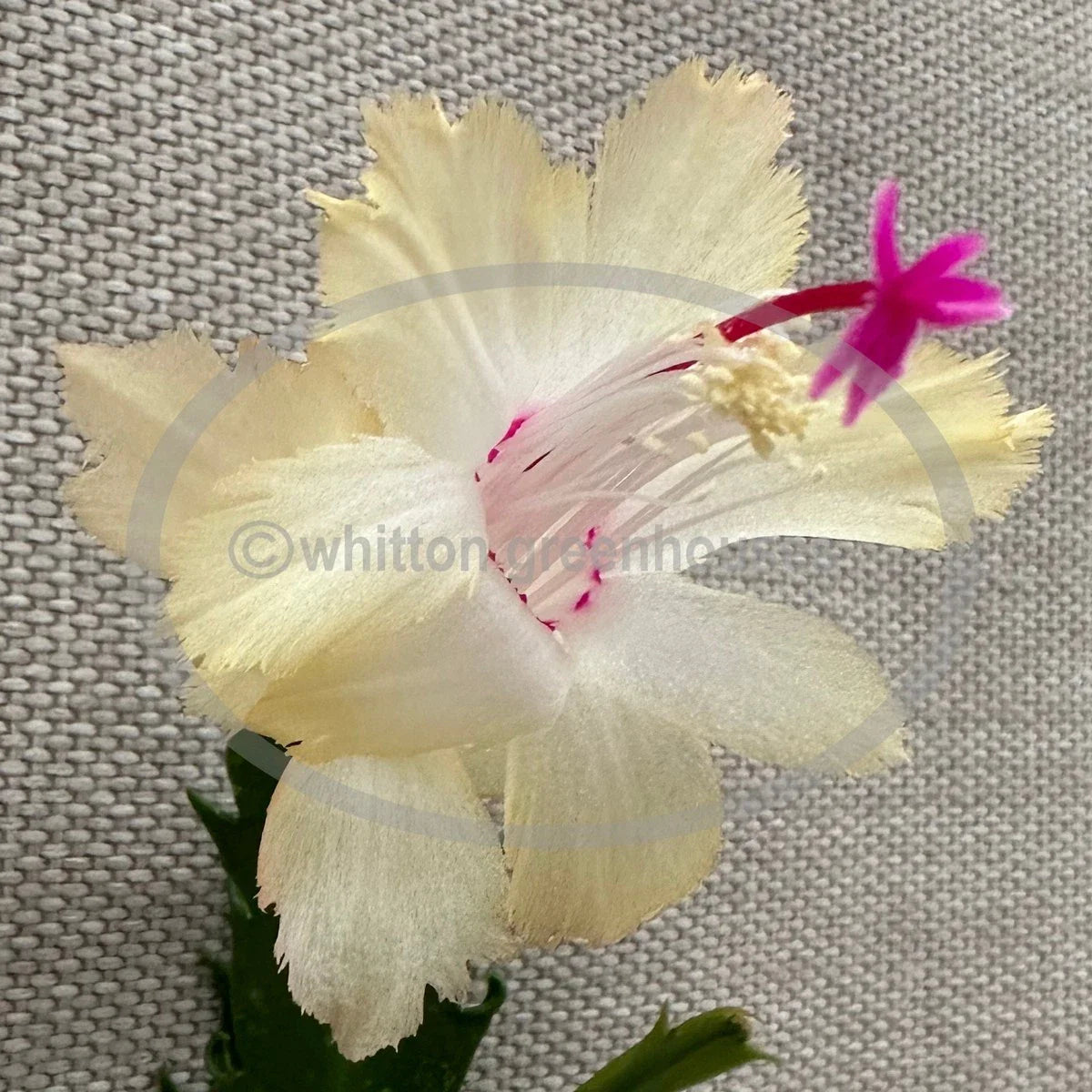 Thanksgiving/Christmas Cactus Cuttings - Schlumbergera "CHELSEA" - Rootless Plant Clippings for Propagation