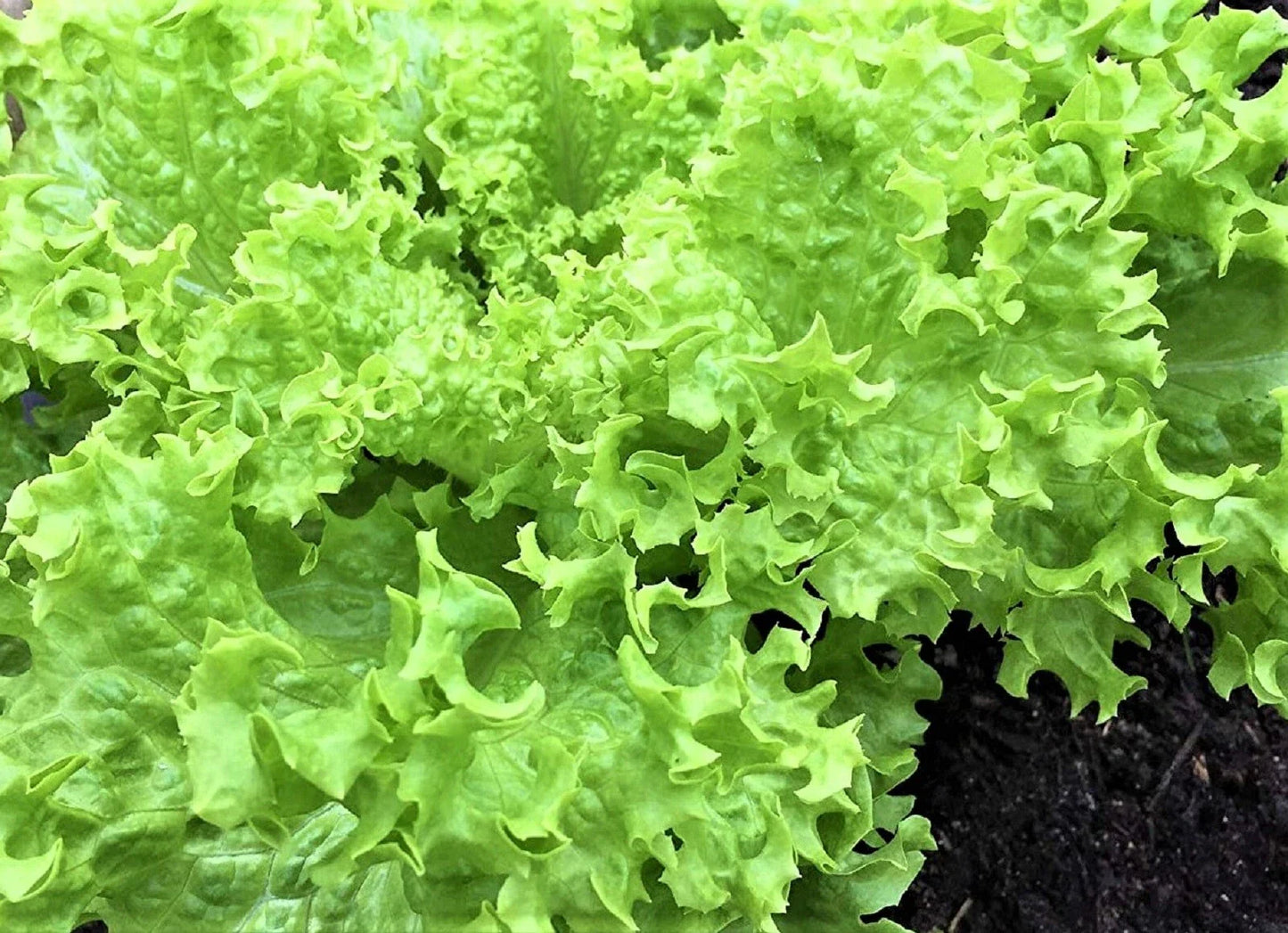 Endive Seeds 500+ Non-GMO Green Curled Ruffec - Cichorium endivia, Heirloom Vegetable Garden Seeds for Home Growing