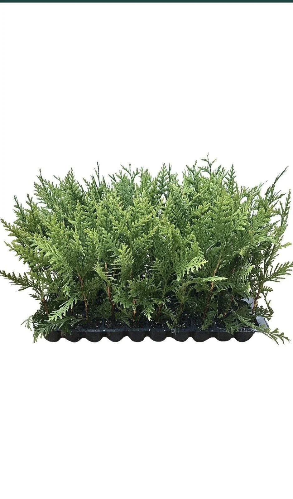 30 Green Giant Arborvitae Trees, Thuja Plicata, Evergreen Privacy Shrubs, Bare Root, Fast Growing, 30-50 Feet Tall