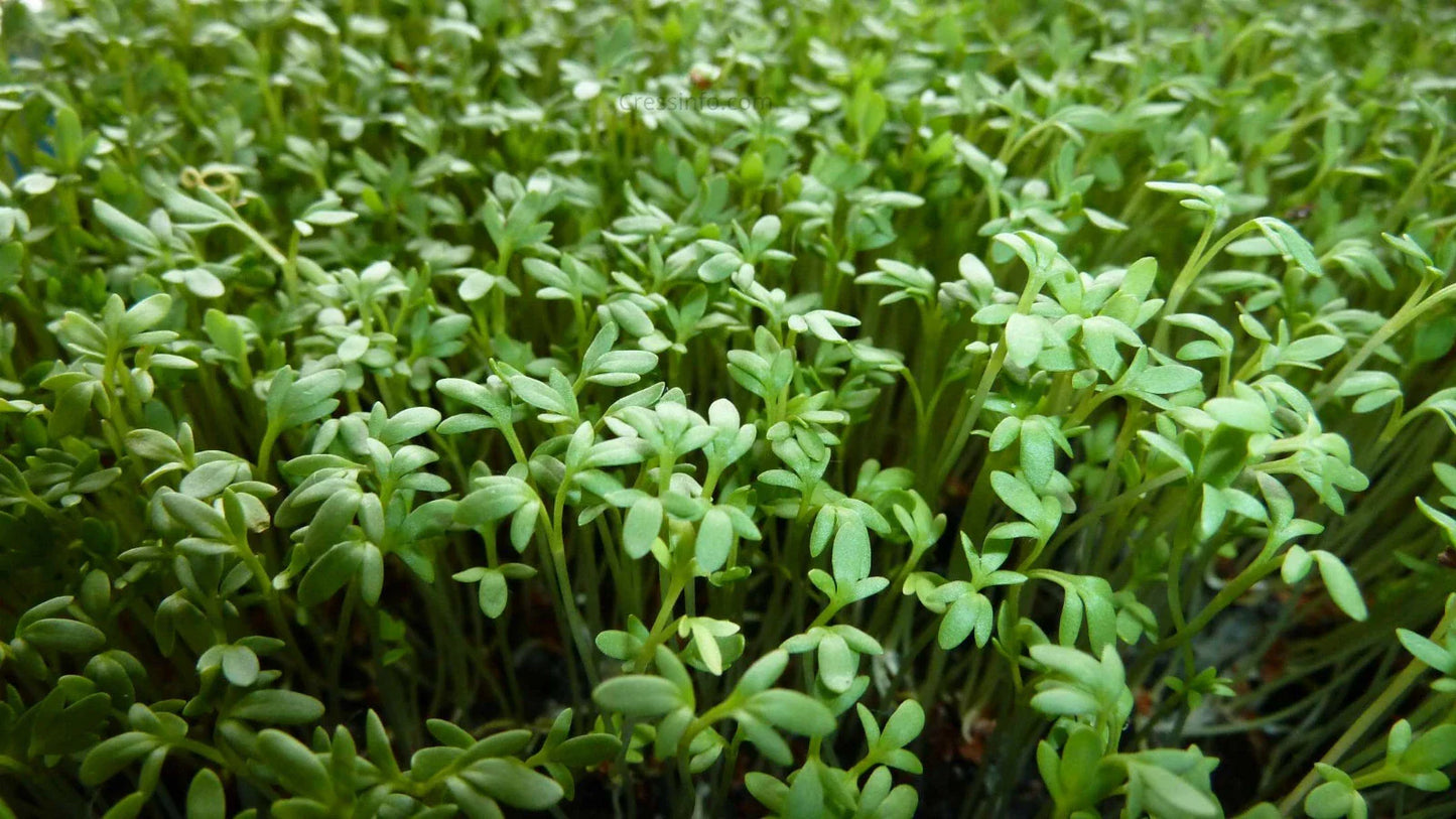 Curly Garden Cress Seeds (200 - 6400) Halim Aliv, Peppergrass Wort, Chandrashoor, Organic Herb Seeds for Garden