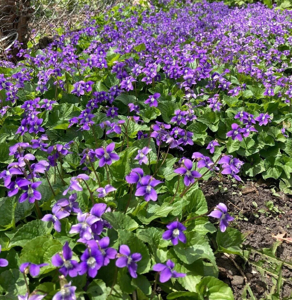 Purple Wild Violet Rhizomes 100+ Bareroot Organic Viola Perennial Edible Herbaceous Plant