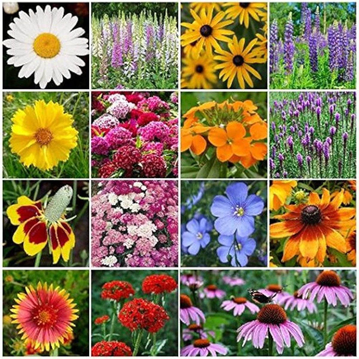 Perennial Wildflower Seed Mix - 1 LB - 375,000 Seeds - Native Wildflower Blend for Garden & Pollinators