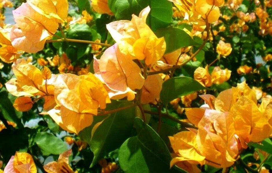 California Gold Bougainvillea Starter Plant - Small Well Rooted - Rare Bougainvillea Glabra