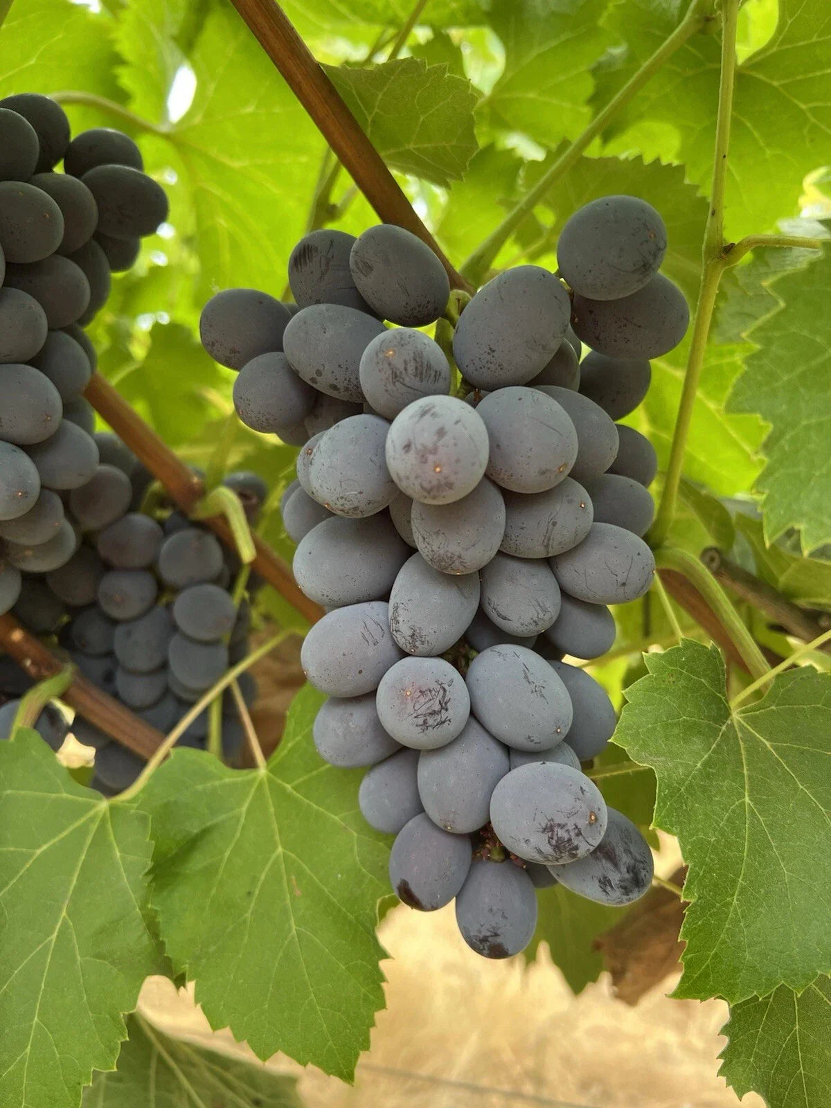 Jupiter Seedless Table Grape Cuttings - 5pcs - Vitis labrusca - US Seller