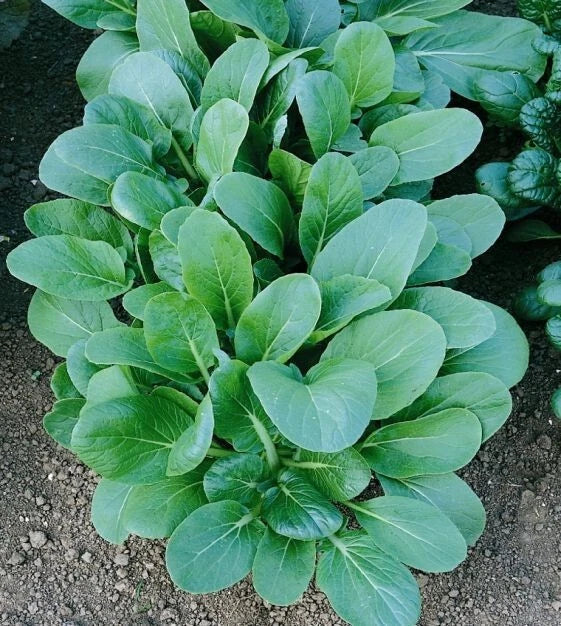 Tatsoi Black Night Seeds - 1 Oz Asian Mustard Microgreens, High Vitamin, Brassica rapa subsp. nipposinica