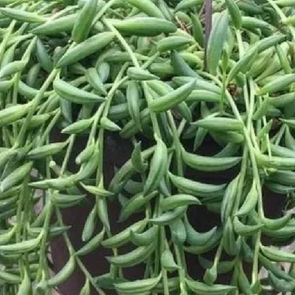 String of Bananas Succulent Plant, Live Senecio Radicans, Indoor Houseplant, Easy Care, Trailing Greenery, Buy 2 Get 1 Free