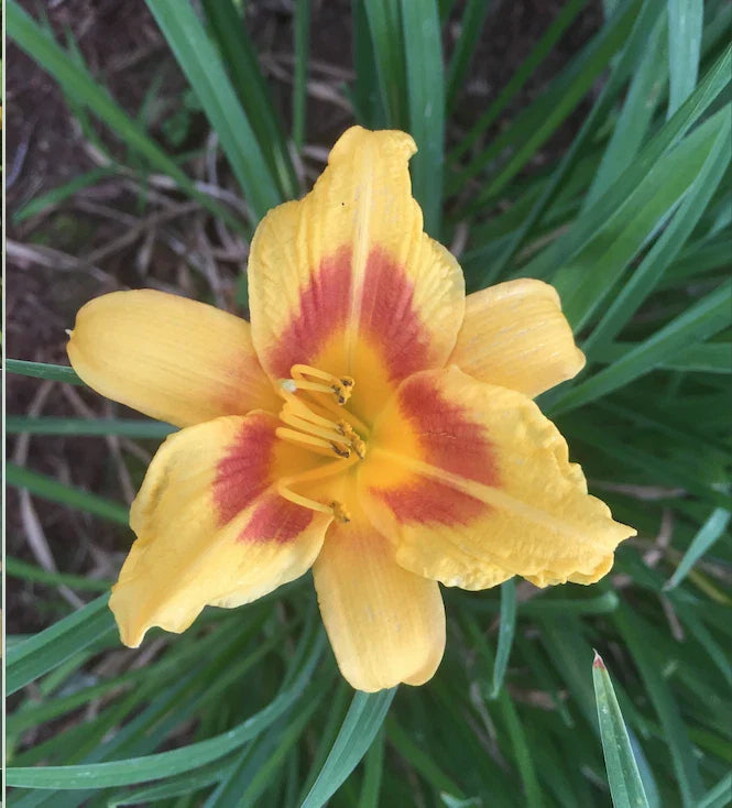 Daylily Plants - 4 Plump Red Eye Stella de Oro - Hemerocallis 'Stella de Oro' Bare Root