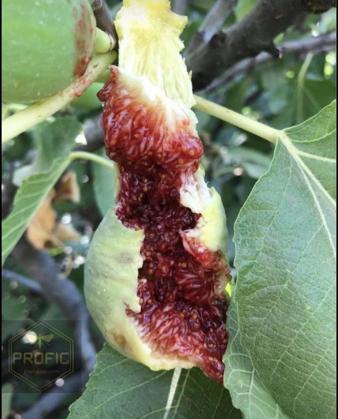 Fig Tree Cuttings - 10 White Adriatic Cuttings - Ficus carica - FREE US Shipping