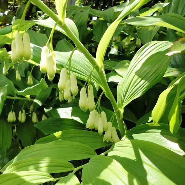 Solomon's Seal Bare-root Plant - Polygonatum biflorum - Perennial Shade Garden Favorite