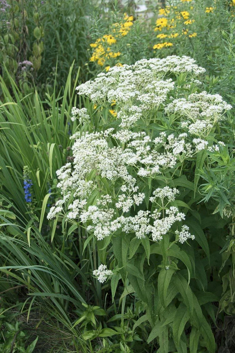 Tall Boneset Seeds - Eupatorium altissimum - 300+ Premium Seeds for Herbal Gardens, Pollinator Friendly, Native Wildflower