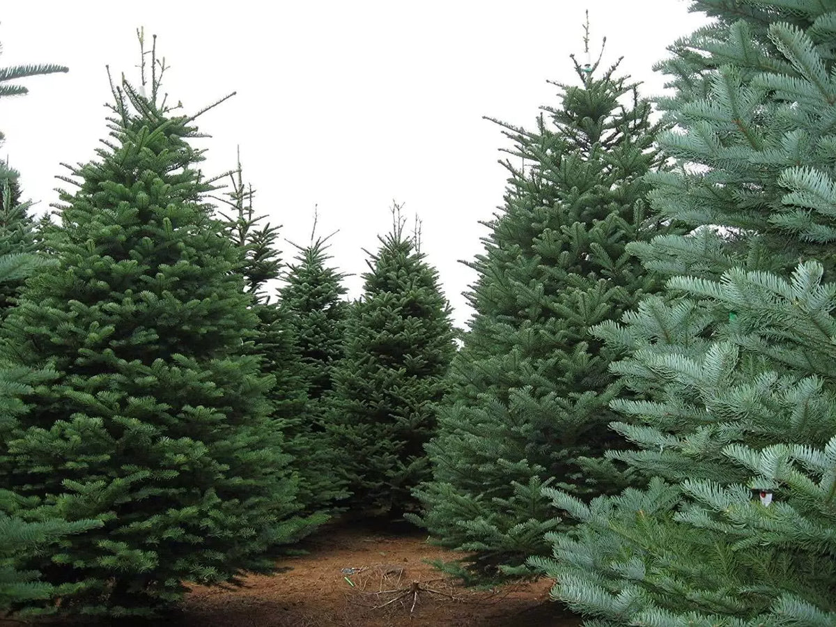 Noble Fir Seeds for Planting | 20+ Seeds | Evergreen Tree | Abies procera