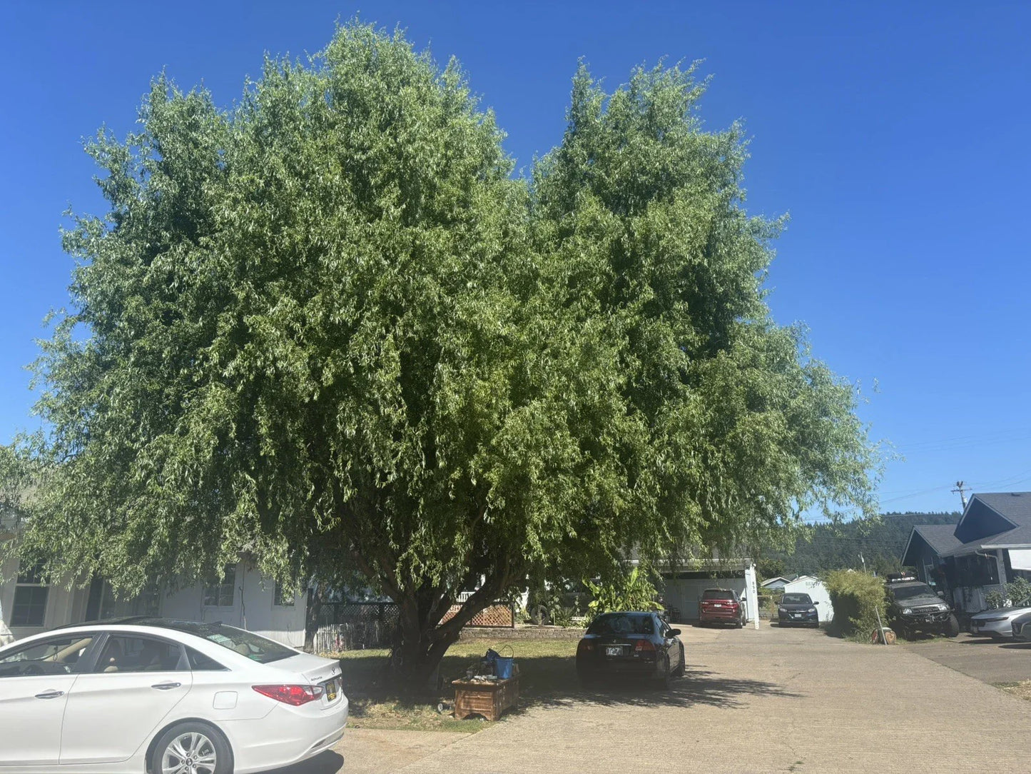 Corkscrew Willow Tree Cuttings - 10 Branches with Distinctly Curled Leaves - Salix Matsudana