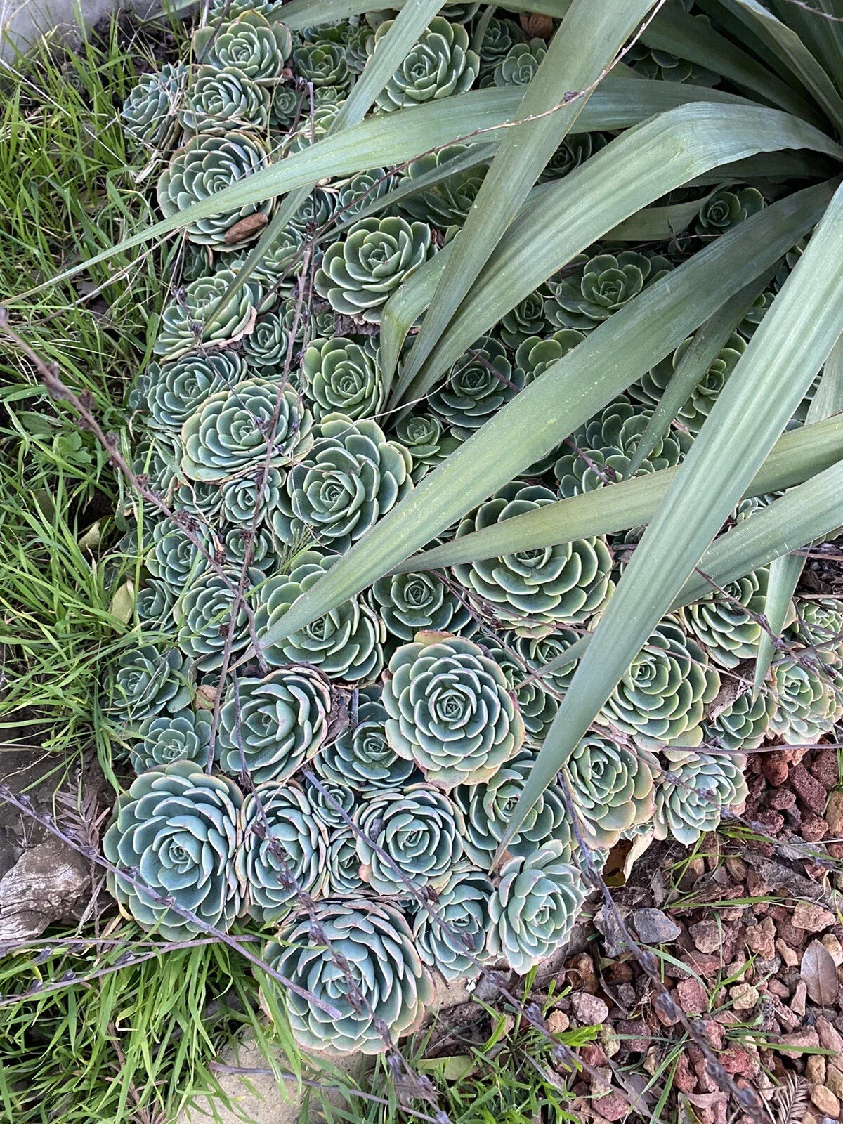 Echeveria Secunda Succulents Cuttings Pack - Lot of 5 Pieces, 3 Inch Wide, Gorgeous Variety