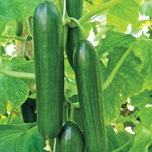 25+ Ashley Long Cucumber Seeds - Heirloom, Non-GMO, Organic - Fresh Cucumis sativus