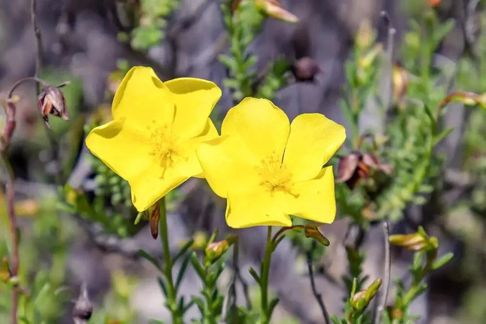 Dwarf Creeping Rock Rose Seeds - 50 Pack - Blooming Ground Cover - Fumana procumbens