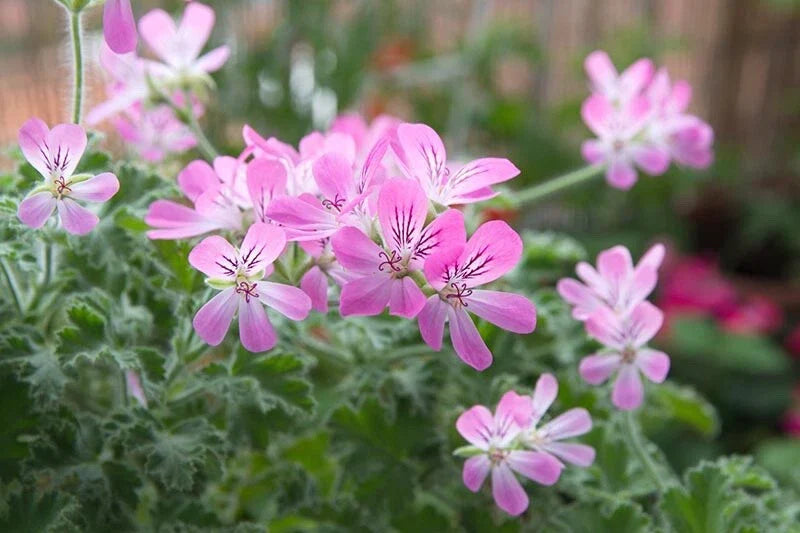 Rose Scented Geranium Cuttings (6) - Pelargonium 'Rose' - Fragrant Herbal Plants for Rooting and Gardening
