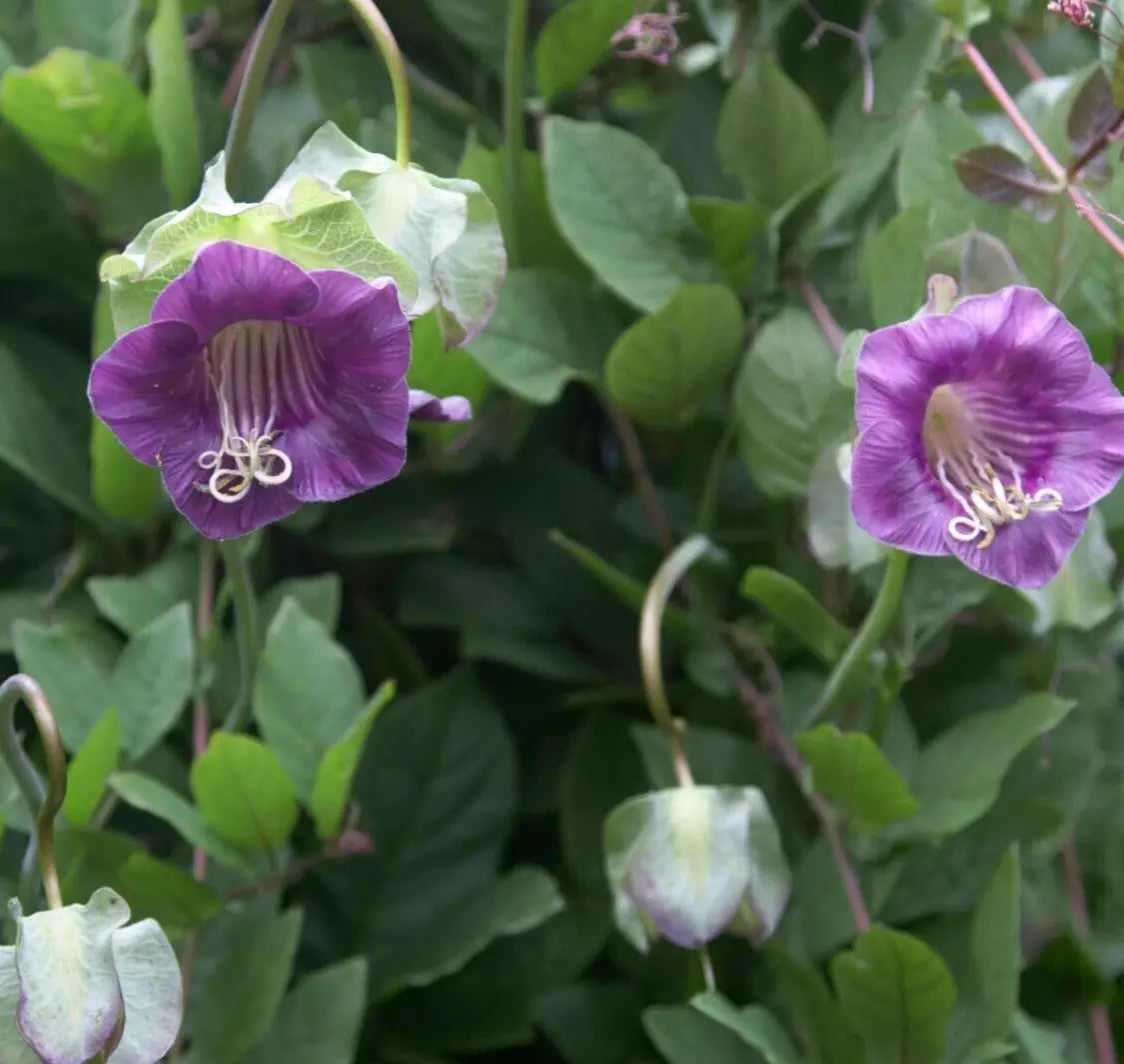 Cobaea Violet Cathedral Bells Vine Seeds - Cup & Saucer Flower - 5 Seeds (Cobaea scandens)
