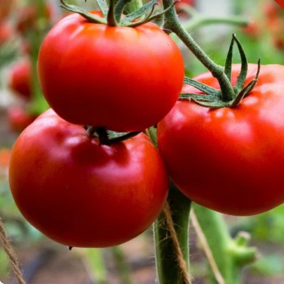 200 Ace 55 Tomato Seeds | Heirloom NON-GMO Variety | 200+ Seeds | Perfect for Home Garden