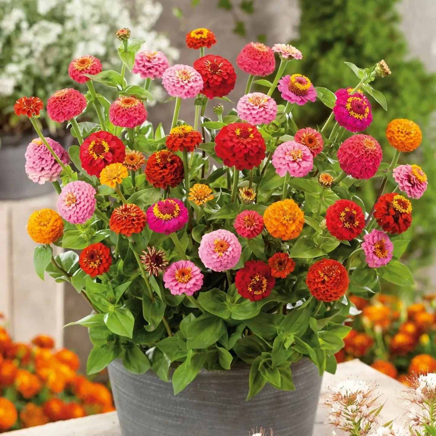 Thumbelina Dwarf Zinnia Seeds - 100+ Pack - Colorful Garden Flowers - Zinnia elegans - USA Shipping