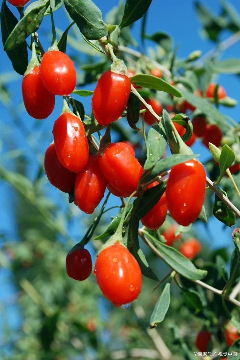 Goji Berry Live Starter Plant, Well Rooted - 枸杞 (Lycium barbarum)