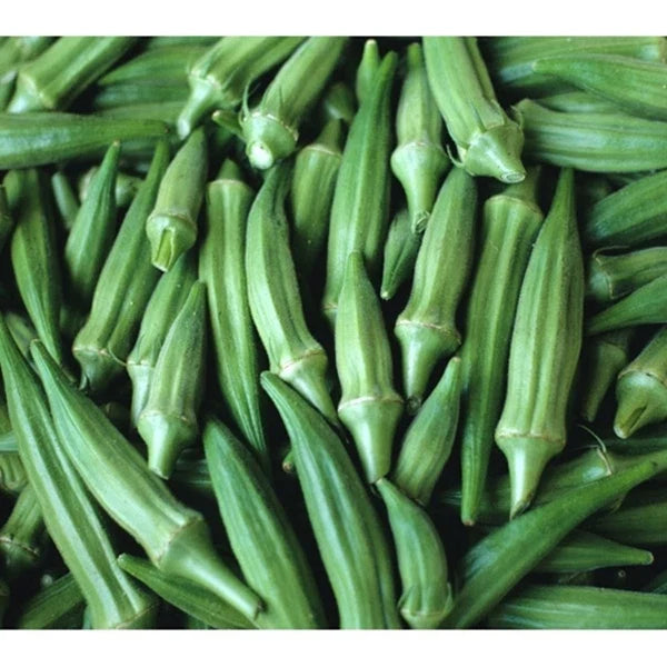 Clemson Spineless Okra Seed - Fresh Heirloom Vegetable Seeds - Abelmoschus esculentus