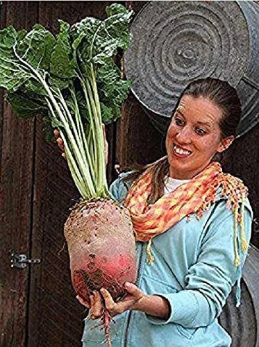 Mammoth Mangel Beet Seeds - 50 Seeds - Heirloom Variety for Planting - Beta vulgaris