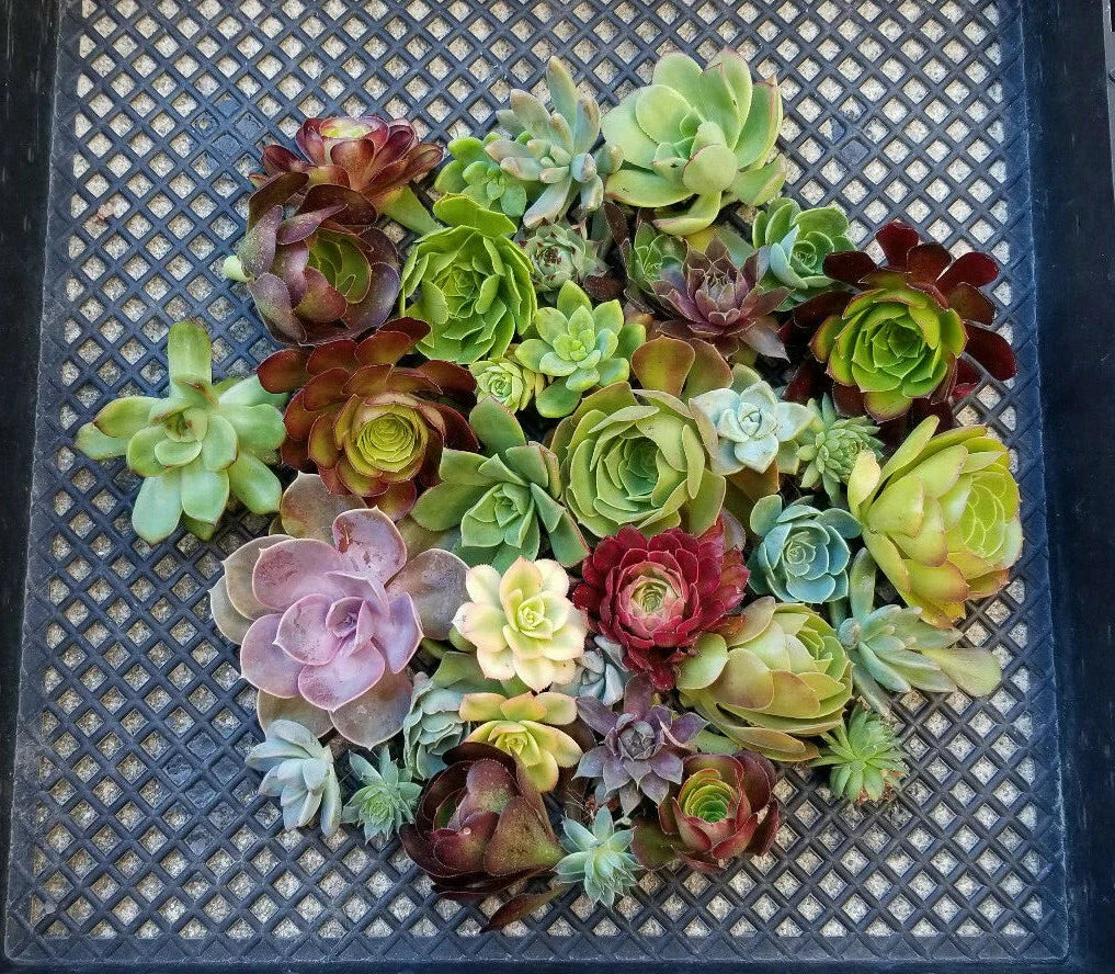 Succulent Cuttings Lot of 10 Rosette Echeveria, Aeonium, Sempervivum - Perfect for DIY Arrangements and Gardening