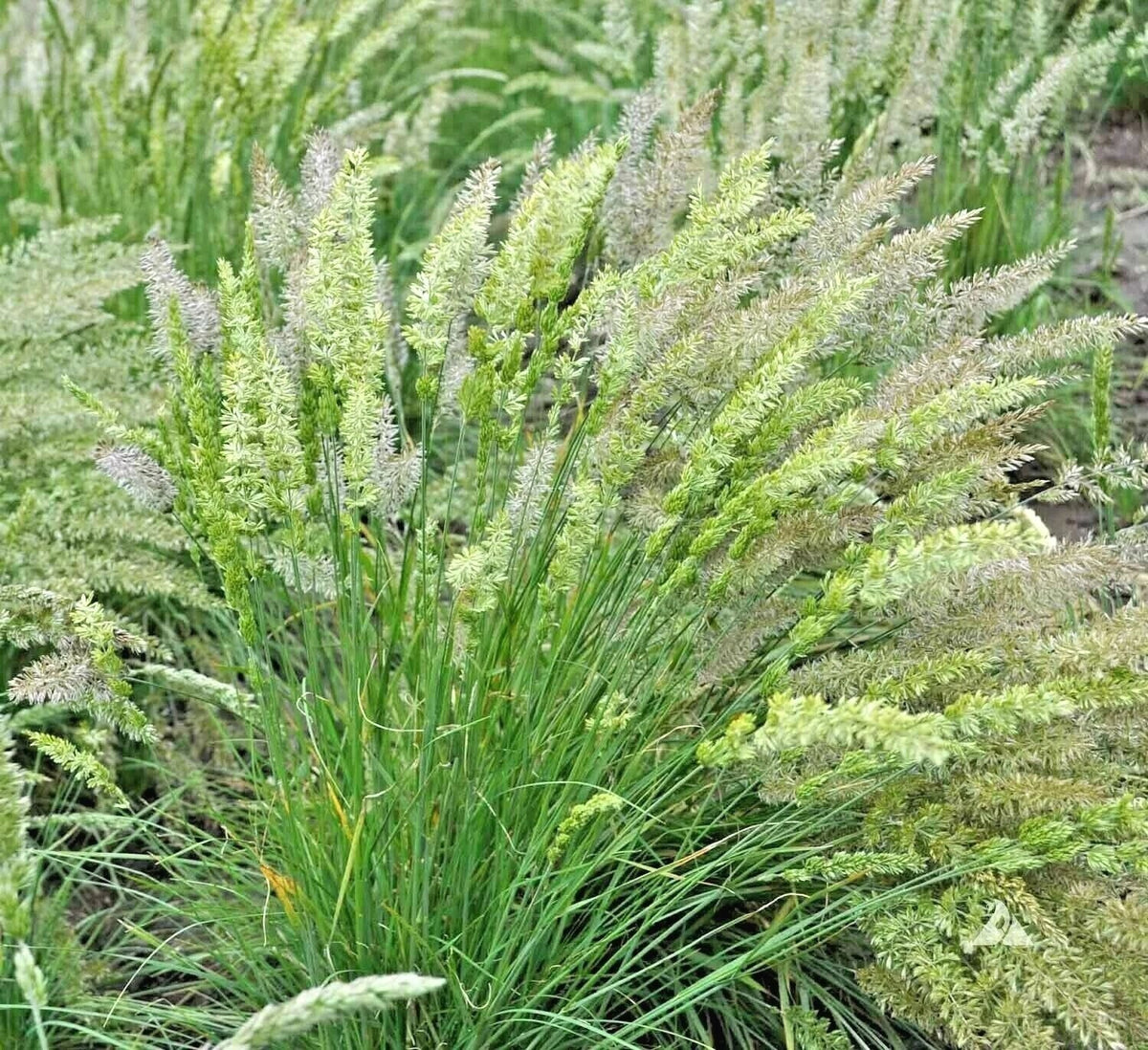 Prairie June Grass Seeds - 500+ Native Ornamental Drought Tolerant Plant - Easy to Grow, Ideal for Containers, Koeleria macrantha
