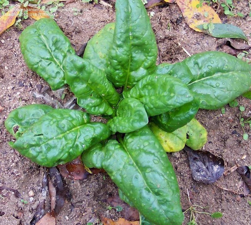 Spinach Seeds 100 Count Bloomsdale Long Standing Heirloom Non-GMO Spinacia oleracea