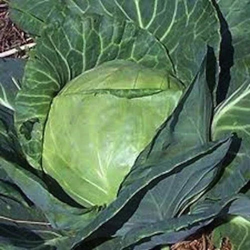 Late Flat Dutch Cabbage Seeds - 100+ Heirloom Non-GMO - Fresh Vegetable Seeds (Brassica oleracea)