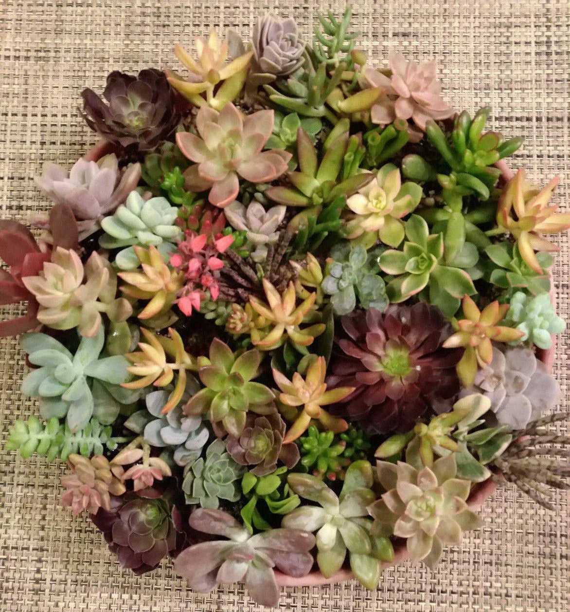 40 Succulent Cuttings Set | 25 Varieties | Ideal for Succulent Design | Echeveria, Sedum, and More