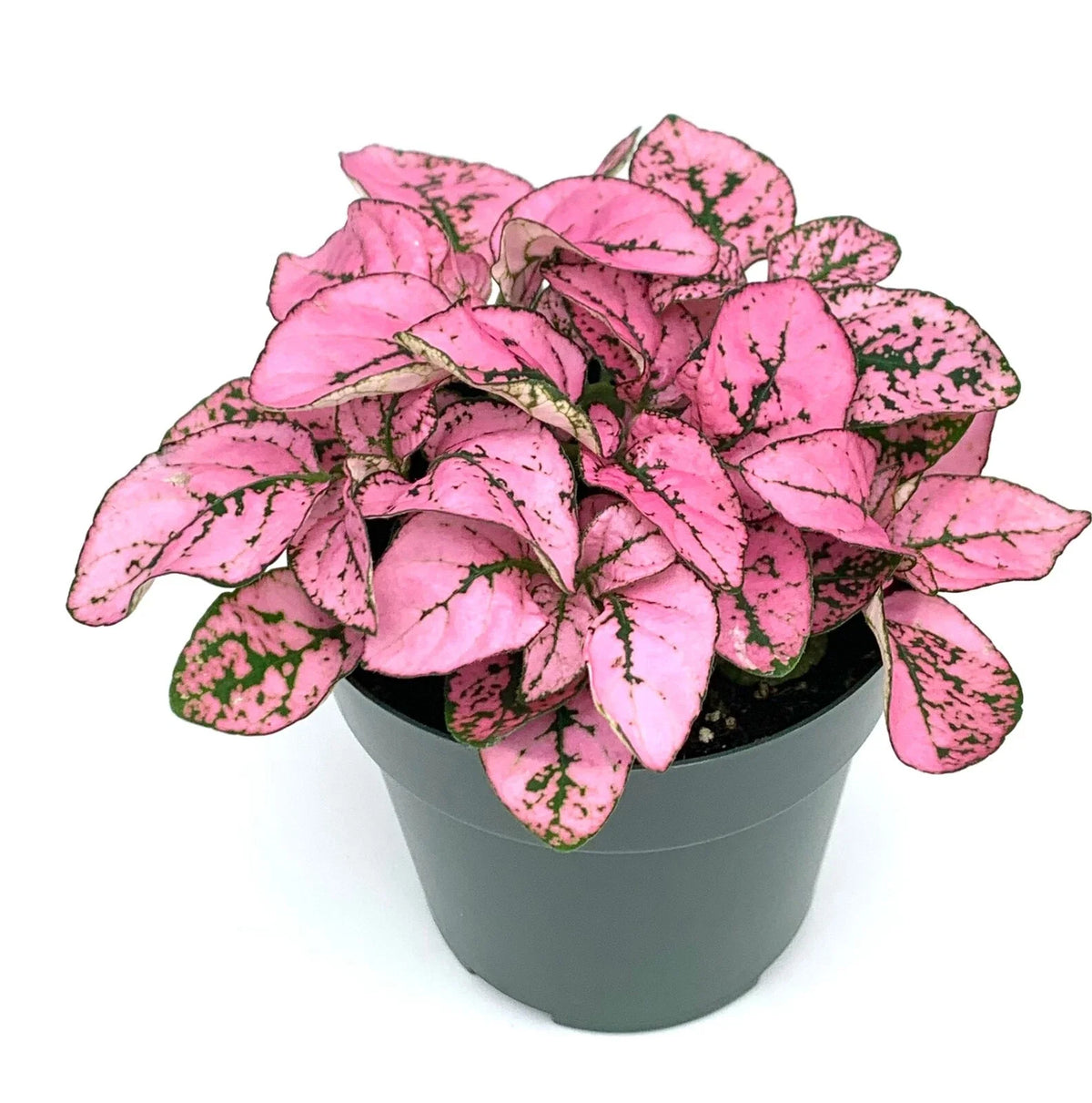 Hypoestes Pink Splash Live Potted House Plant, 2.5" Pot, Air Purifying, Hypoestes Phyllostachya