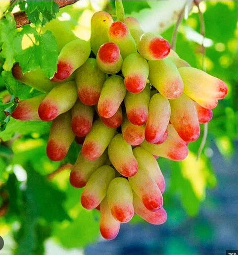Manicure Fingers Grapes Cuttings - 3 Fresh Rooting Cuttings - Vitis vinifera (Variety)
