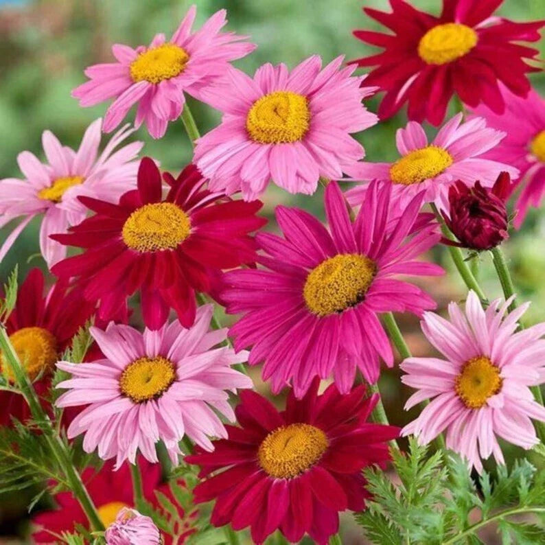 Painted Daisy Seeds - 200 Organic Perennial Seeds - USA Grown - Bright Colorful Blooms - Free Shipping
