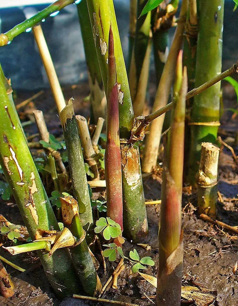 Spiny Bamboo Seeds - 20+ Seeds - Bambusa Arundinacea - Ideal for Planting and Gardening