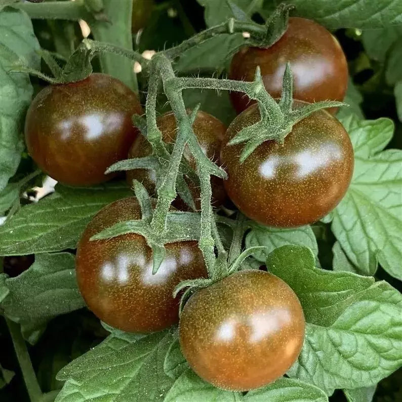 Brown Berry Tomato Seeds - 30+ Heirloom Organic NON-GMO - Rare Variety for Home Gardening - Solanum lycopersicum