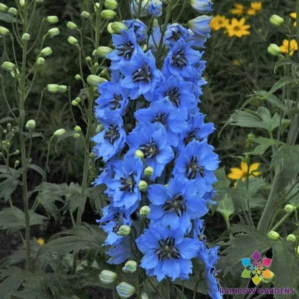 Moonlight Blues Delphinium Seeds - 200+ Pack for Garden Planting - Delphinium elatum - USA Grown