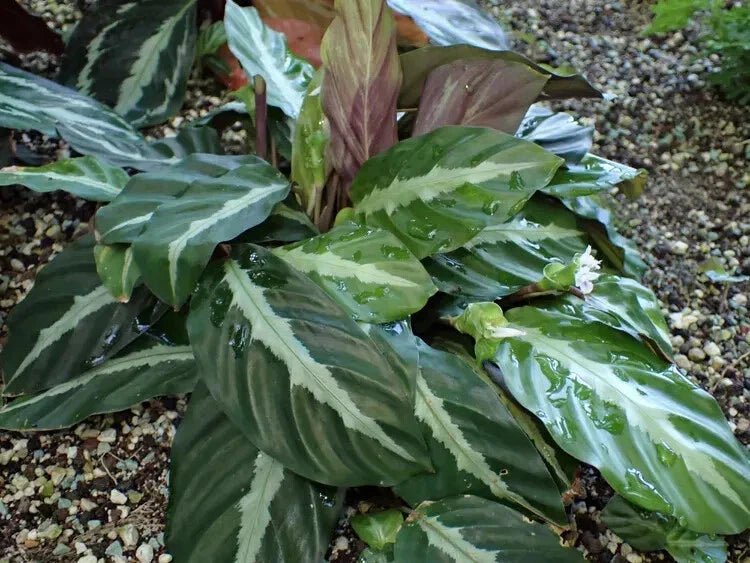 Calathea Seeds - 25+ Undulata Variety for Garden Planting - Calathea undulata - USA