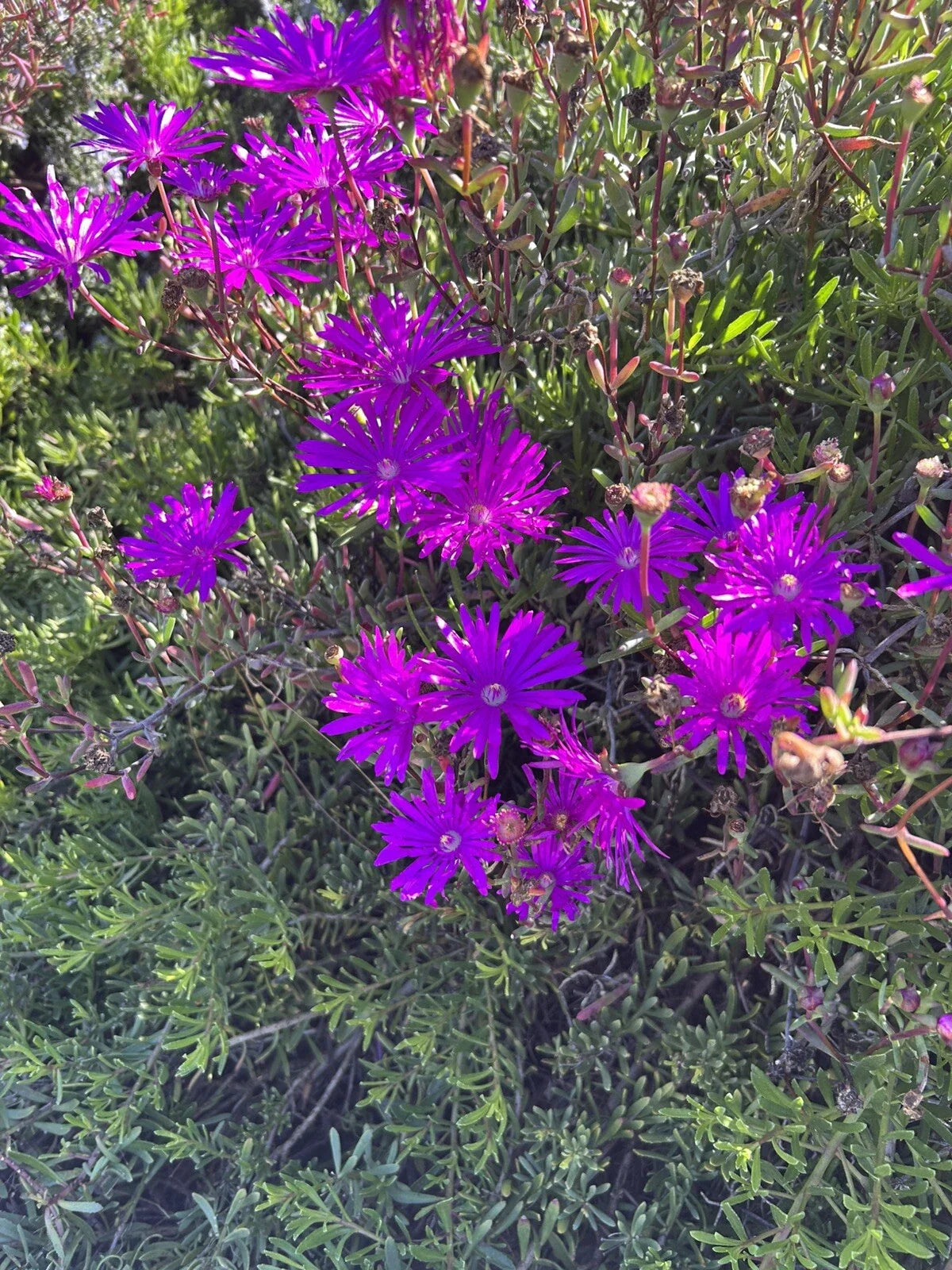 Creeping Ice Plant Cuttings 12 Pack Purple Pink Ground Cover Delosperma Succulent